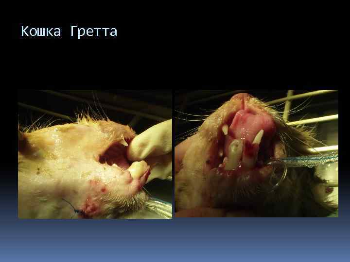 Кошка Гретта 