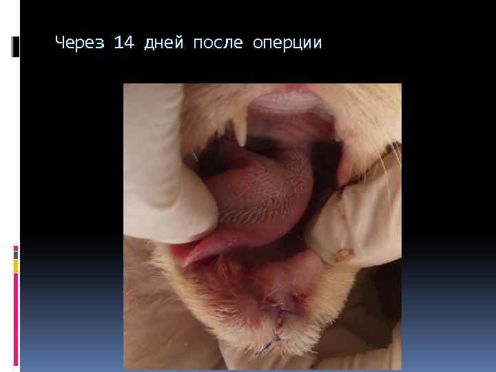 Через 14 дней после оперции 