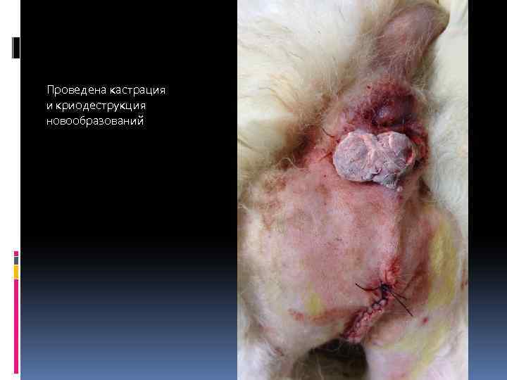 Проведена кастрация и криодеструкция новообразований 