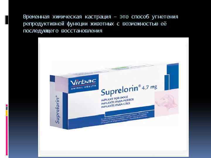 Временная химическая кастрация – это способ угнетения репродуктивной функции животных с возможностью её последующего