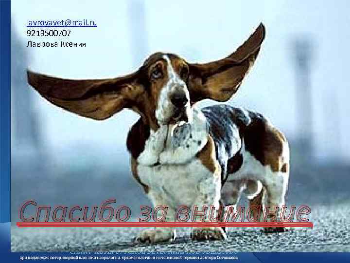 lavrovavet@mail. ru 9213500707 Лаврова Ксения Спасибо за внимание 