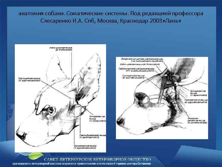 Строение уха у собаки картинки