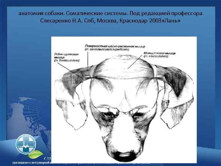 анатомия собаки. Соматические системы. Под редакцией профессора Слесаренко Н. А. Спб, Москва, Краснодар 2003»