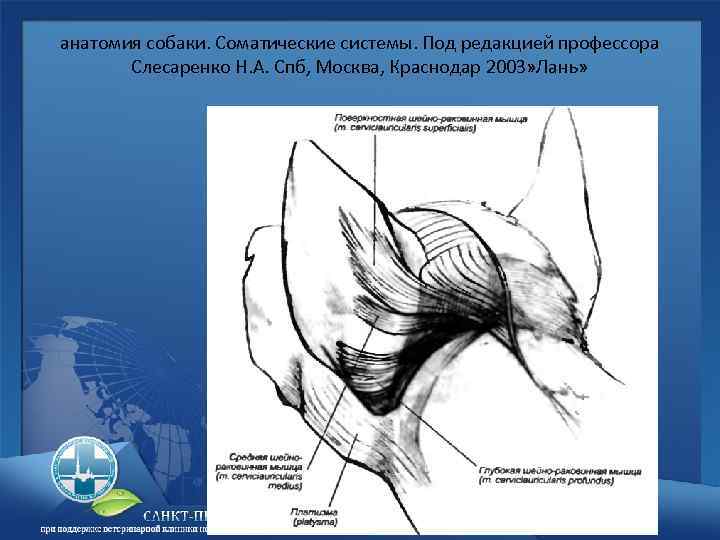 анатомия собаки. Соматические системы. Под редакцией профессора Слесаренко Н. А. Спб, Москва, Краснодар 2003»