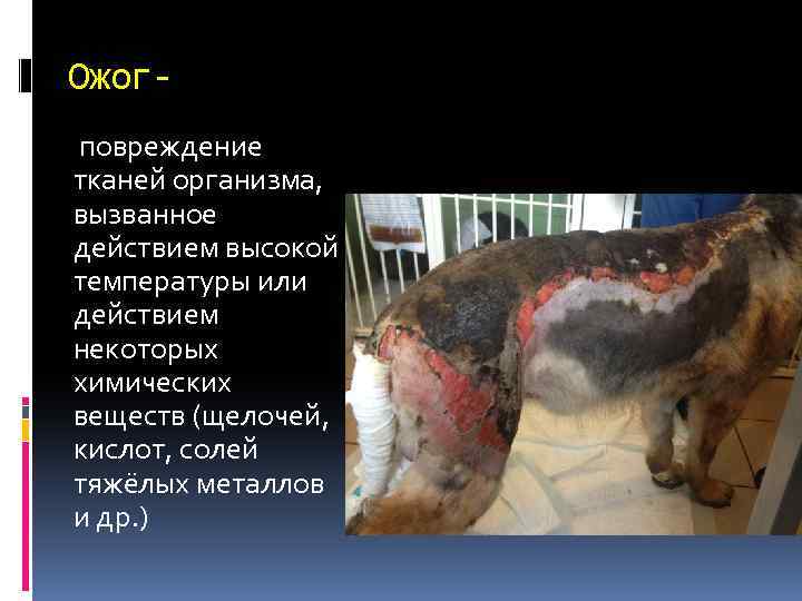 Ожогповреждение тканей организма, вызванное действием высокой температуры или действием некоторых химических веществ (щелочей, кислот,