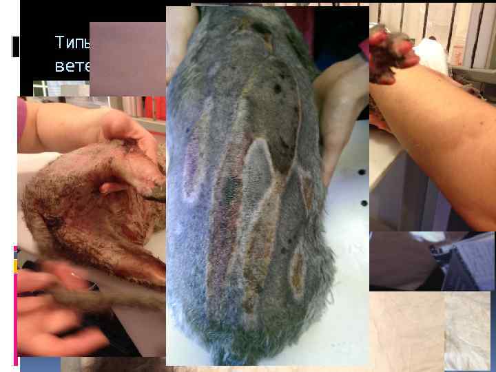 Типы ожогов, которые встречаются в ветеринарной практике: 