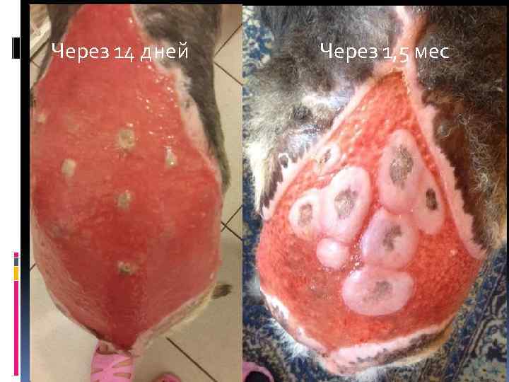 Через 14 дней Через 1, 5 мес 