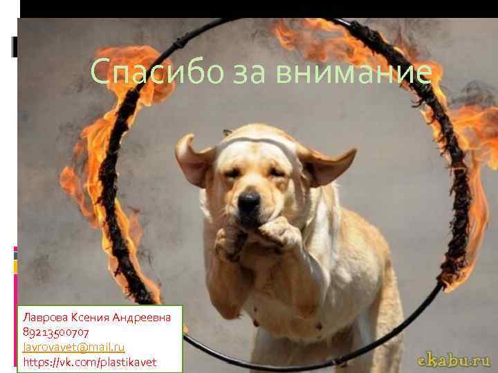 Спасибо за внимание Лаврова Ксения Андреевна 89213500707 lavrovavet@mail. ru https: //vk. com/plastikavet 