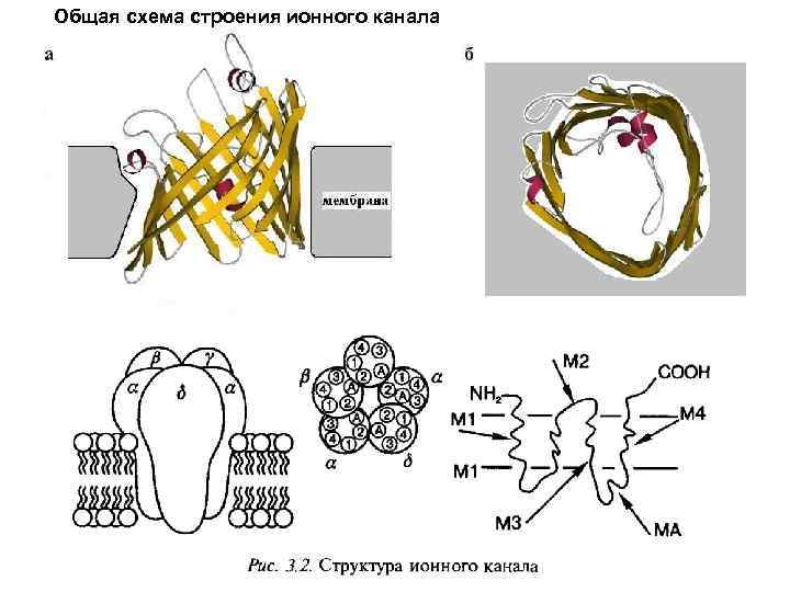 Общая схема строения ионного канала 