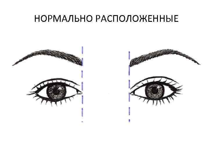 Нормальный глаз схема. Нормальная посадка глаз. Глаз и бровь схема. Глаза по расположению. Посадка глаз и форма бровей.