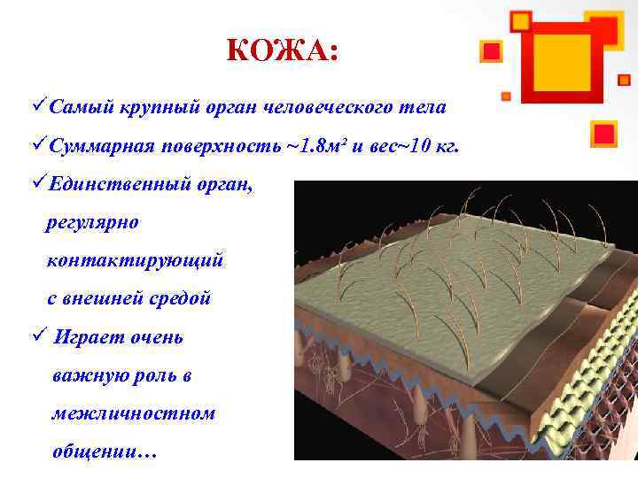 КОЖА: üСамый крупный орган человеческого тела üСуммарная поверхность ~1. 8 м² и вес~10 кг.