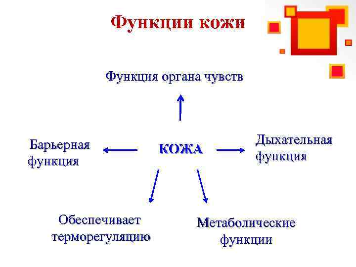 Функции кожи Функция органа чувств Барьерная функция Обеспечивает терморегуляцию КОЖА Дыхательная функция Метаболические функции