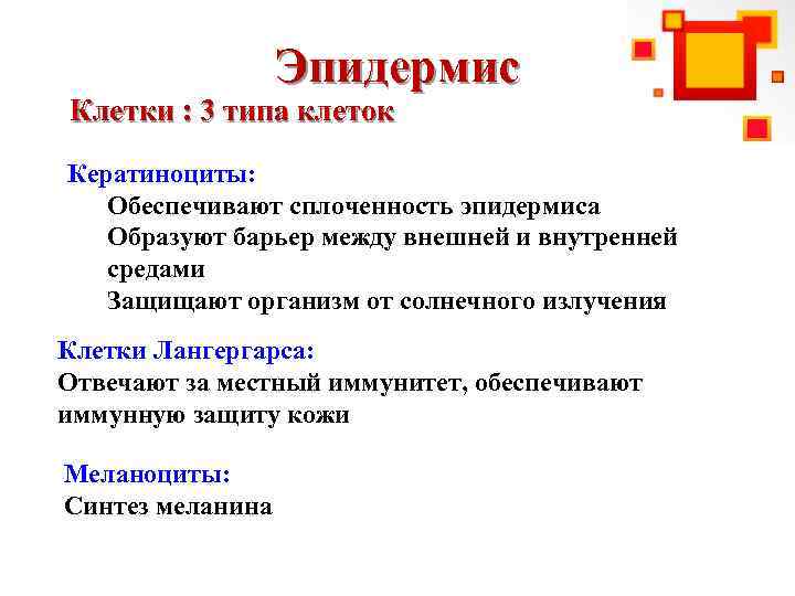 Эпидермис Клетки : 3 типа клеток Кератиноциты: Обеспечивают сплоченность эпидермиса Образуют барьер между внешней