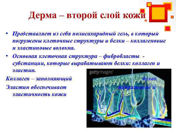 Дерма – второй слой кожи • Представляет из себя полисахаридный гель, в который погружены