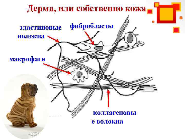 Дерма, или собственно кожа эластиновые волокна фибробласты макрофаги (Источник : Lavoisier) коллагеновы е волокна