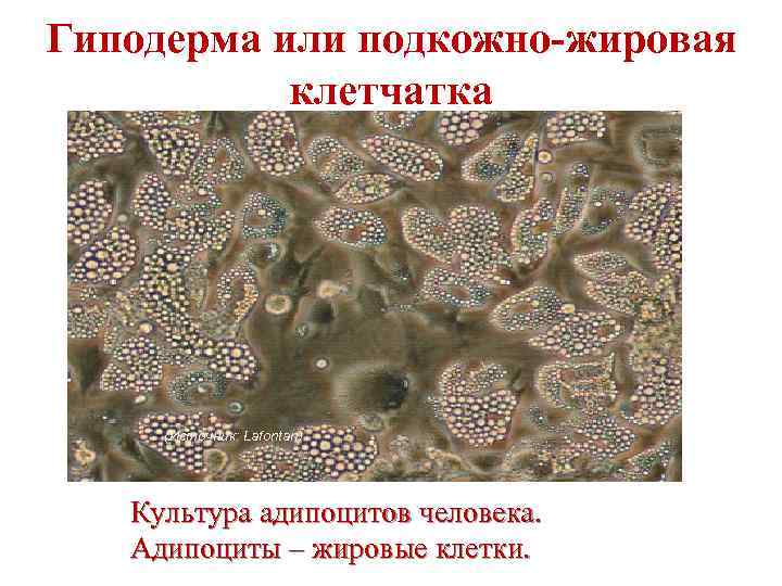 Гиподерма или подкожно-жировая клетчатка (Источник: Lafontan) Культура адипоцитов человека. Адипоциты – жировые клетки. 