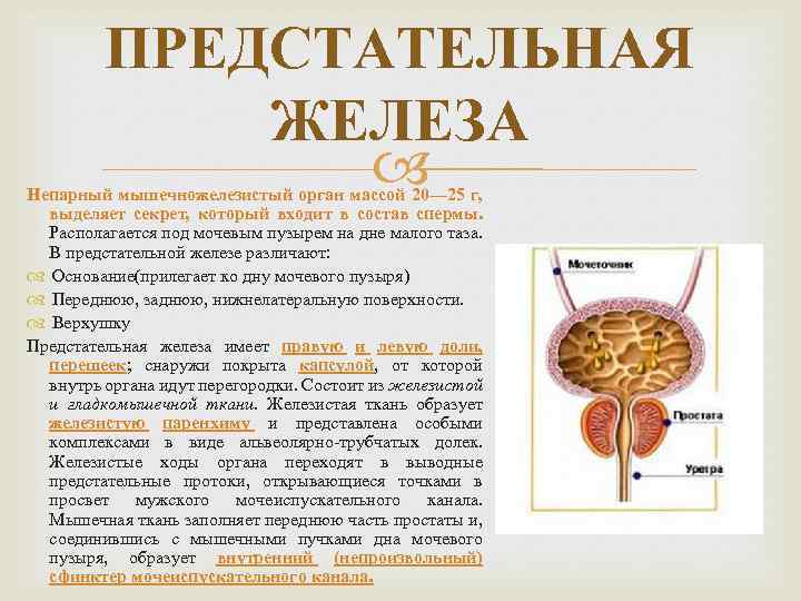 Предстательная железа строение