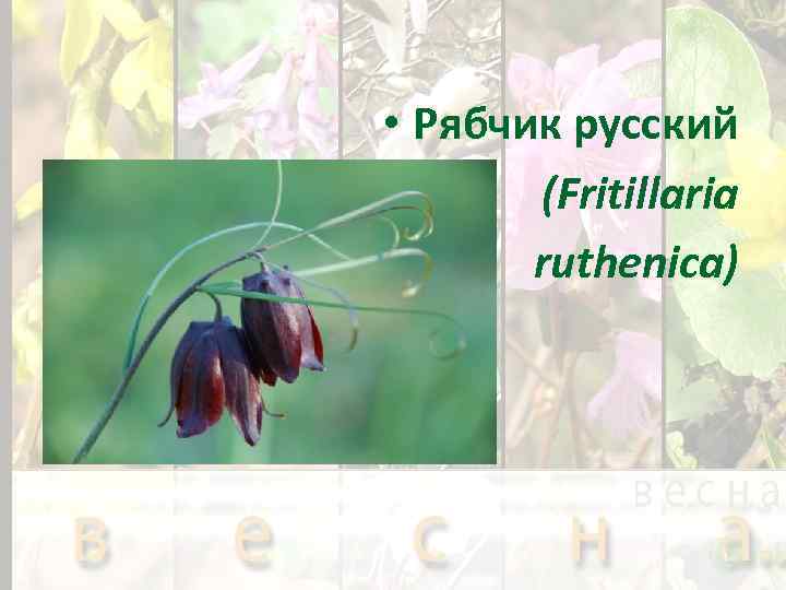  • Рябчик русский (Fritillaria ruthenica) 