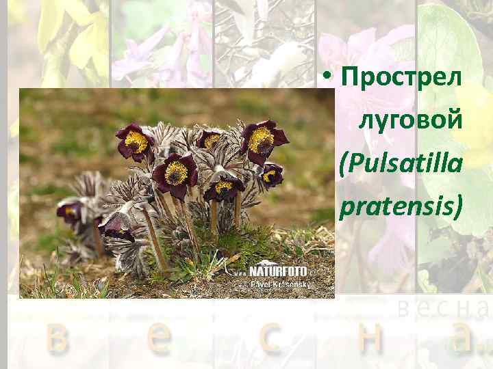  • Прострел луговой (Pulsatilla pratensis) 