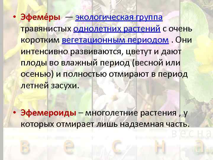  • Эфеме ры — экологическая группа травянистых однолетних растений с очень коротким вегетационным