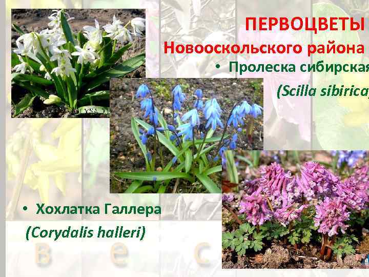 ПЕРВОЦВЕТЫ Новооскольского района • Пролеска сибирская (Scilla sibirica) • Хохлатка Гaллера (Corydalis halleri) 