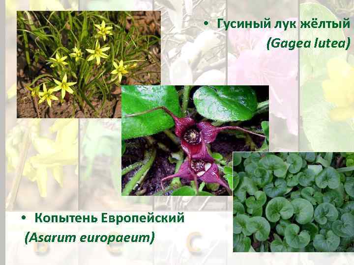  • Гусиный лук жёлтый (Gagea lutea) • Копытень Европейский (Asarum europaeum) 