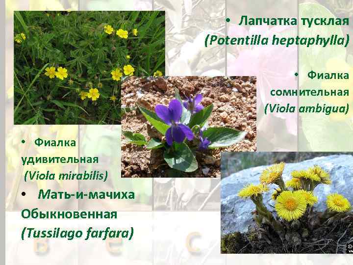  • Лапчатка тусклая (Potentilla heptaphylla) • Фиалка сомнительная (Viola ambigua) • Фиалка удивительная