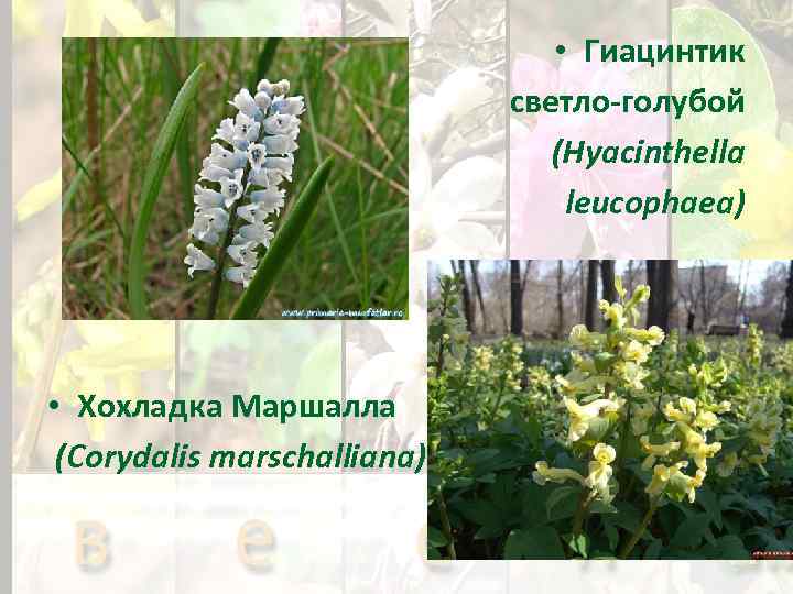  • Гиацинтик светло-голубой (Hyacinthella leucophaea) • Хохладка Маршалла (Corydalis marschalliana) 