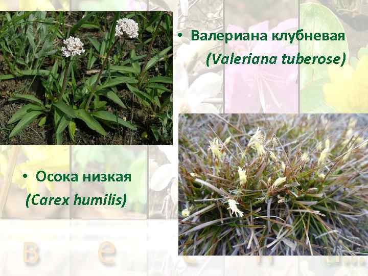  • Валериана клубневая (Valeriana tuberose) • Осока низкая (Carex humilis) 