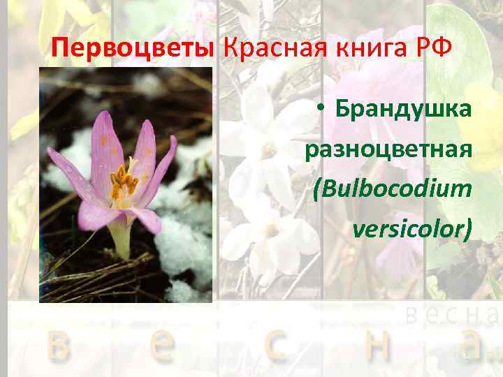 Первоцветы Красная книга РФ • Брандушка разноцветная (Bulbocodium versicolor) 