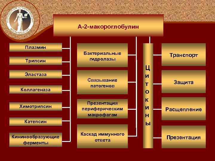 A-2 -макороглобулин Плазмин Трипсин Бактериальные гидролазы Эластаза Коллагеназа Химотрипсин Связывание патогенов Презентация периферическим макрофагам
