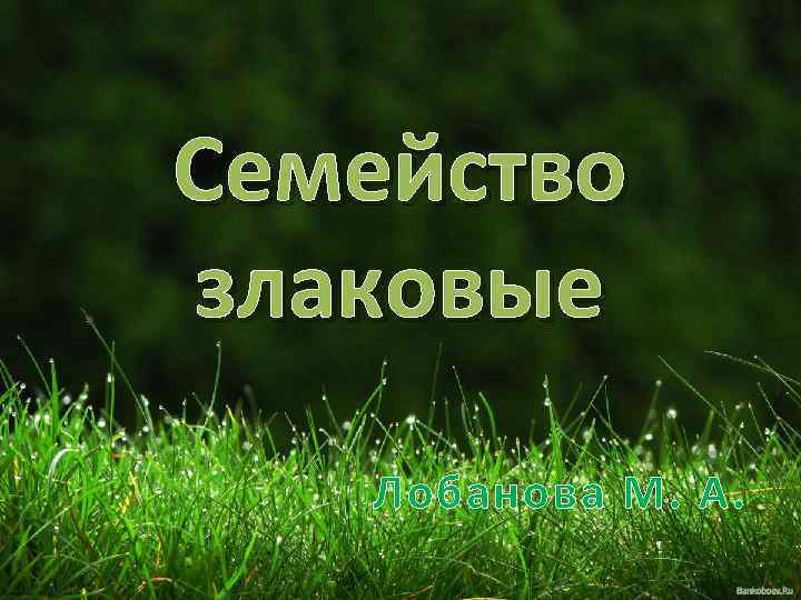 Семейство злаковые Лобанова М. А. 