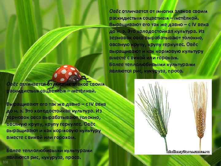 Овёс отличается от многих злаков своим раскидистым соцветием – метёлкой. Выращивают его так же