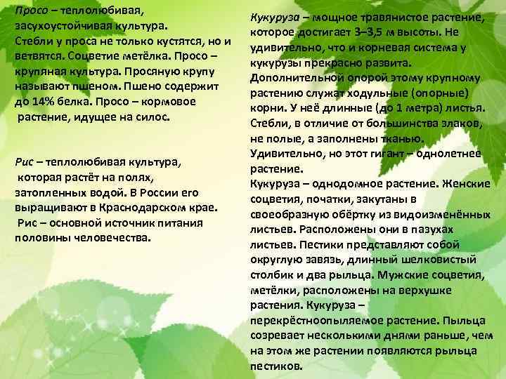 Просо – теплолюбивая, засухоустойчивая культура. Стебли у проса не только кустятся, но и ветвятся.
