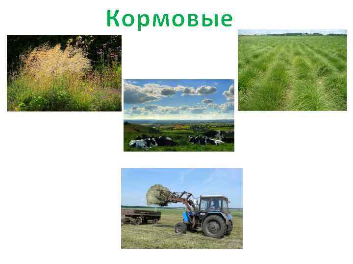 Кормовые 