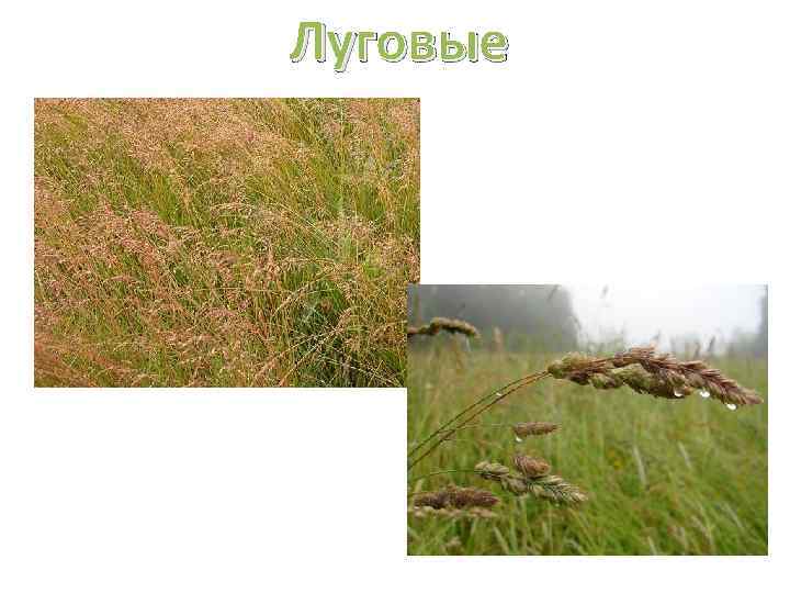 Луговые 