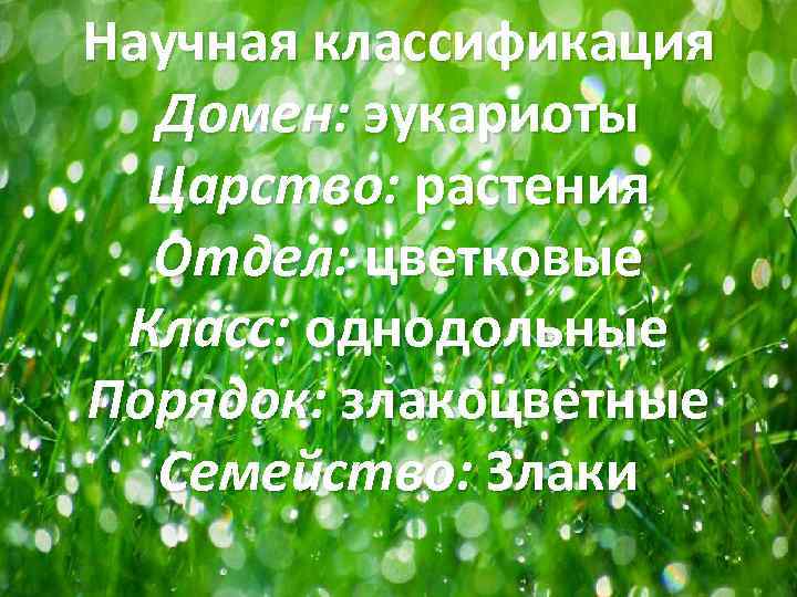 Семейство злаковые презентация 6 класс