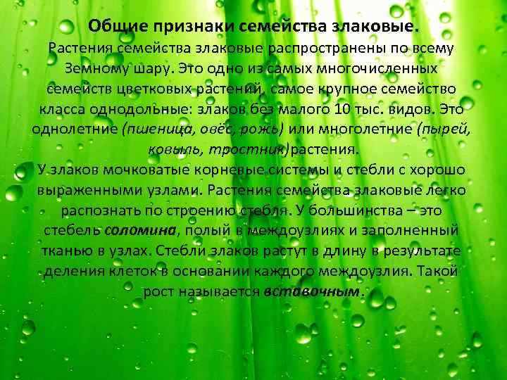 Общие признаки семейства злаковые. Растения семейства злаковые распространены по всему Земному шару. Это одно