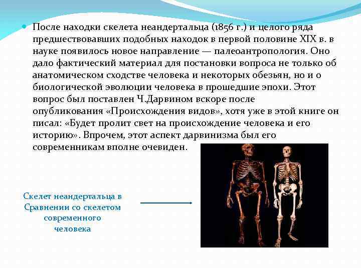  После находки скелета неандертальца (1856 г. ) и целого ряда предшествовавших подобных находок