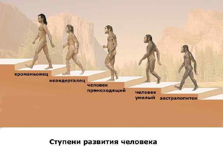  Ступени развития человека 