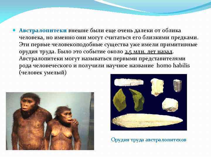  Австралопитеки внешне были еще очень далеки от облика человека, но именно они могут