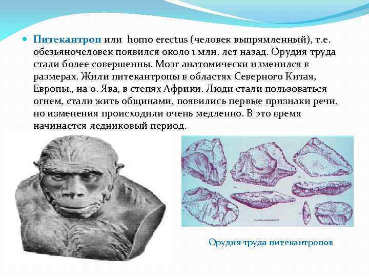  Питекантроп или homo erectus (человек выпрямленный), т. е. обезьяночеловек появился около 1 млн.