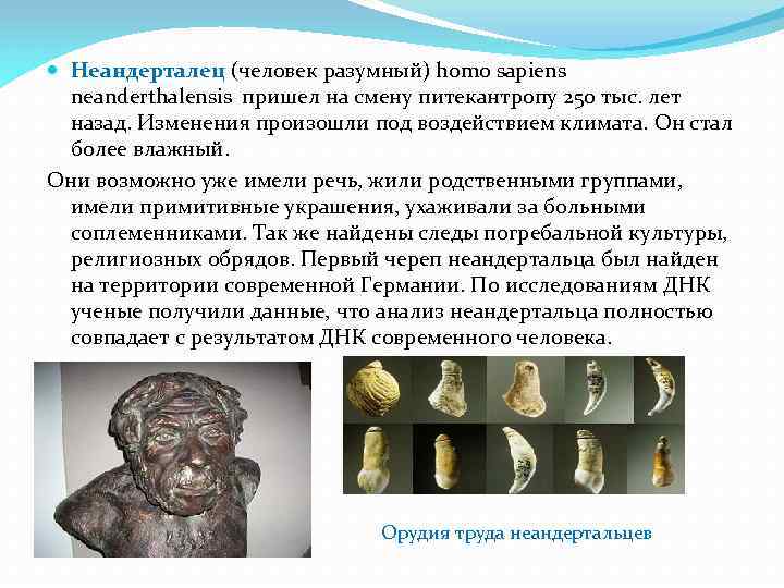  Неандерталец (человек разумный) homo sapiens neanderthalensis пришел на смену питекантропу 250 тыс. лет