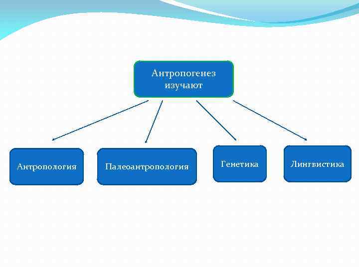 Антропогенез изучают Антропология Палеоантропология Генетика Лингвистика 