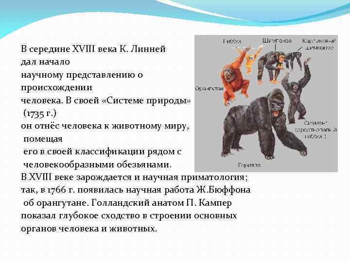  В середине XVIII века К. Линней дал начало научному представлению о происхождении человека.
