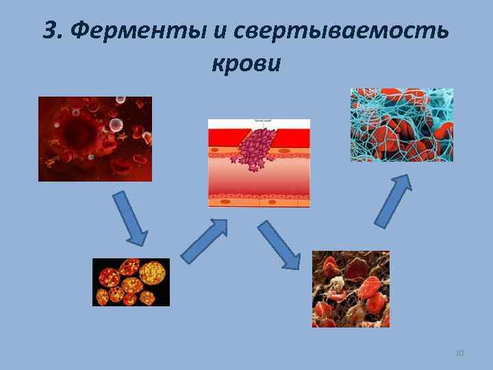 3. Ферменты и свертываемость крови 10 