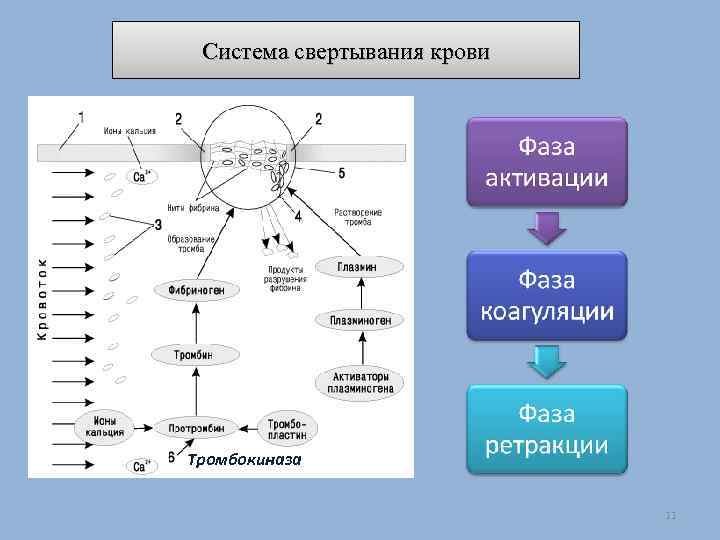 Система свертывания крови Тромбокиназа 11 