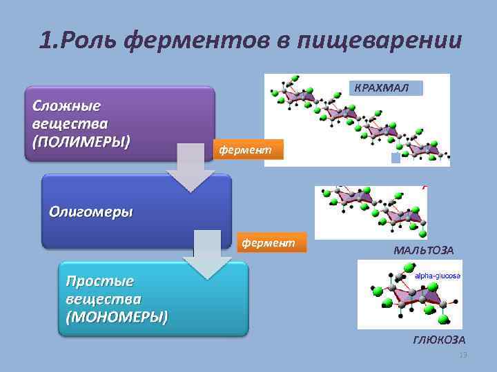 1. Роль ферментов в пищеварении КРАХМАЛ фермент МАЛЬТОЗА ГЛЮКОЗА 13 
