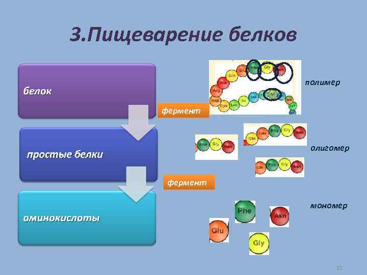 3. Пищеварение белков полимер фермент олигомер фермент мономер 15 