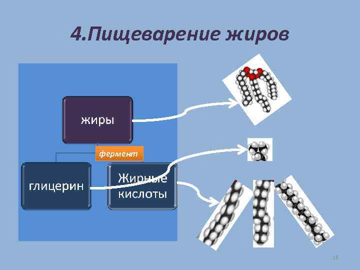 4. Пищеварение жиров фермент 16 